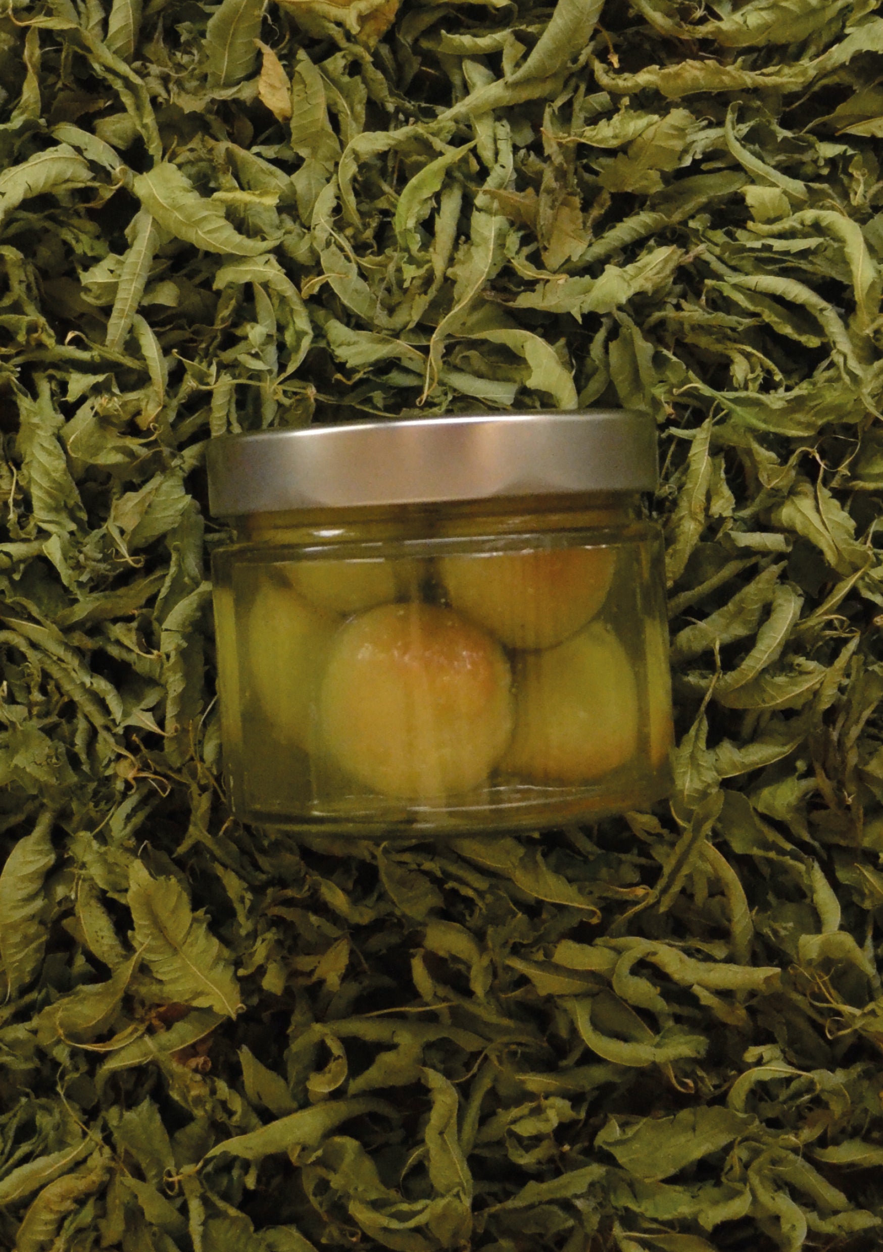 Babas à la Verveine